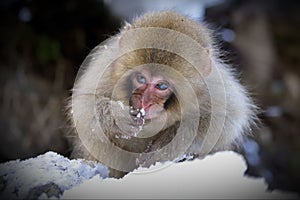 White-furred snow monkey in a snow-covered environment in Jigokudani Monkey Park, Japan