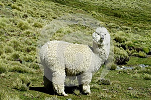 White furry alpaca on the green meadow