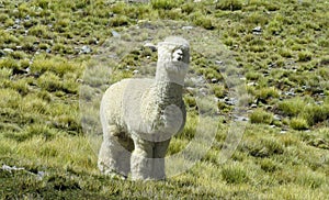 White furry alpaca on green meadow
