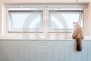 White Furry Cat Sitting by the Window