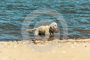 White furry dog playing and swimming at the beach
