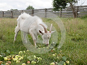 White furry horned goat is eating apples on farm. Cud-chewing animal
