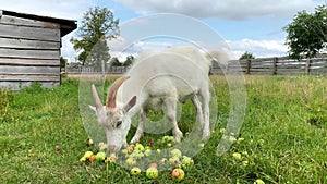 White furry horned goat eating apples on farm. Cud-chewing animal