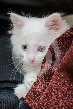 A white furry kitten with multicolored eyes hides