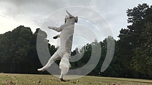 White furry puppy running across a field