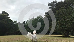 White furry puppy running across a field