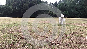 White furry puppy running across a green field