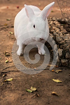 A white, furry rabbit on a cemented floor. photo