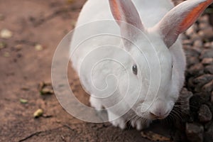 A white, furry rabbit on a cemented floor. photo