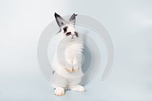 White furry rabbit with long black ears and fur around its eyes, Standing with 2 hind legs