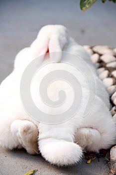 A white, furry rabbit lying on the floor. photo