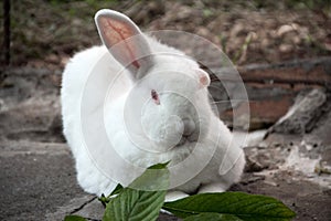 A white, furry rabbit, lying. photo