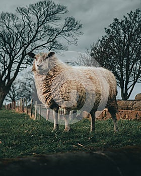 White furry sheep in a field under a cloudy sky