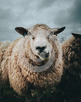 White furry sheep under a cloudy sky