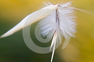 White fuzz flower photo