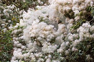 White fuzz on the tree in nature