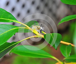 White Fuzzy Caterpillar with Black Tufts