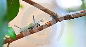 White Fuzzy Caterpillar with Black Tufts