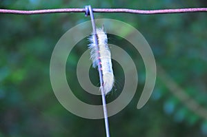 White Fuzzy Caterpillar with Pink Feet