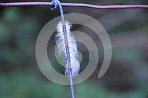 White Fuzzy Caterpillar with Pink Feet