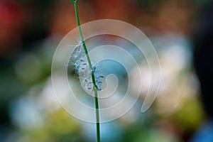 White fuzzy cotton like flower with tricolor tiranga background