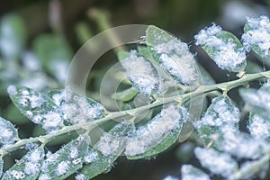 White fuzzy waxy mealybugs pseudococcidae parasite