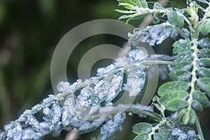 White fuzzy waxy mealybugs pseudococcidae parasite