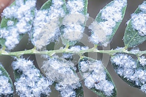 White fuzzy waxy mealybugs pseudococcidae parasite photo