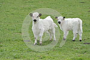 White Galloways photo