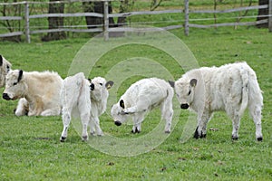 White Galloways