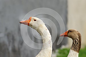 White gander portrait