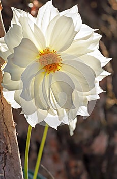 White Garden Dahlia