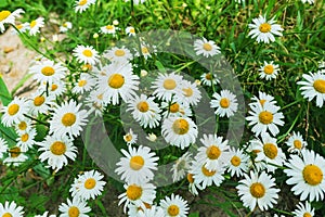 White garden daisies
