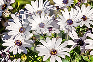 White garden flower Arctotis with blurry background