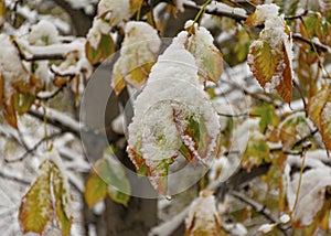 The first snow fell in the fall. Snow lies on green and yellow leaves. Snowfall and winter.