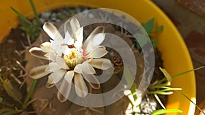 White garden flower of a cactus photo