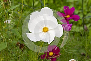 White Garden Flower Cosmos, Cosmos Bipinnatus, Cosmea Bipinnata, Bidens Formosa. Mexican Aster