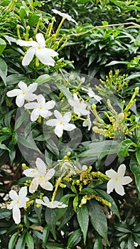 White Garden Flowers with Five Petals