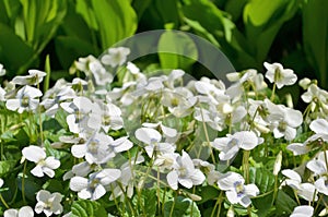 White garden flowers violets gloriole in the spring