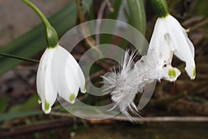 White garden plant with birds feather on petal
