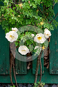 White garden rose flowers peek out over the fence.