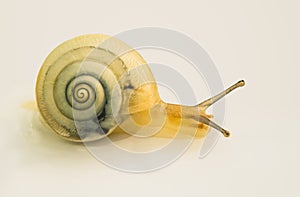 White garden snail