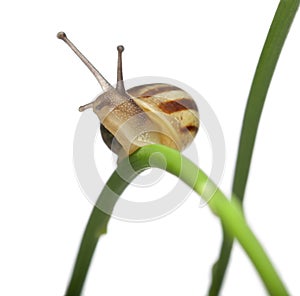 White Garden Snail, also know as the Sand Hill Snail, White Italian Snail