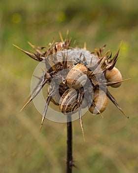 White Garden Snail estivating on dry Thistle plant