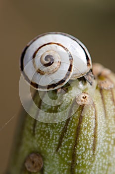 White garden snail Theba pisana on a verode Senecio kleinia. photo