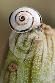 White garden snail Theba pisana on a verode Senecio kleinia. photo