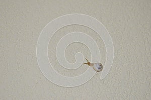 White garden snail.