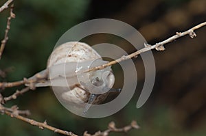 White garden snail.