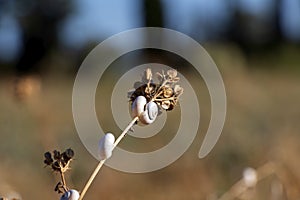 White Garden Snails Theba pisana on dry twig, Provence, Southern France