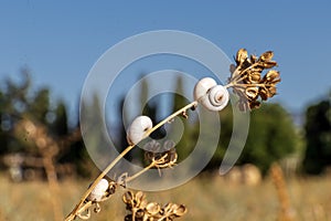 White Garden Snails Theba pisana on dry twig, Provence, Southern France photo